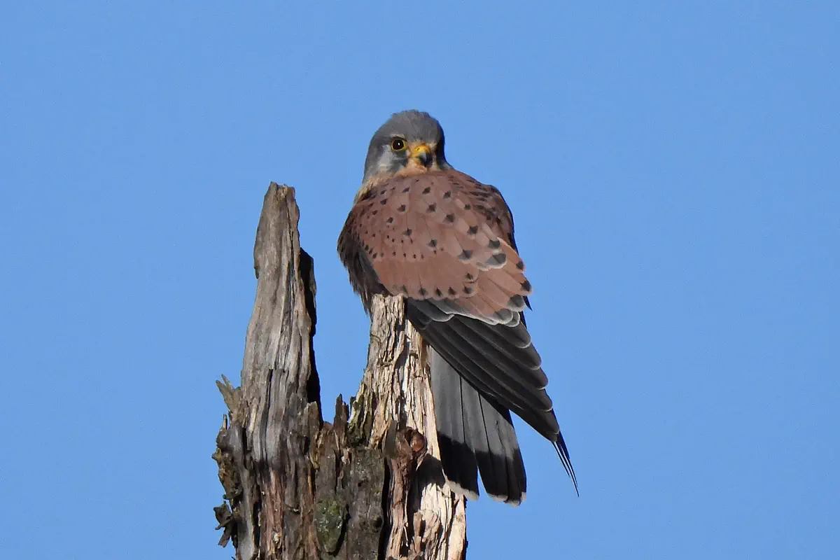 Turmfalke