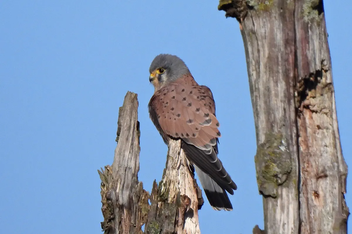 Turmfalke