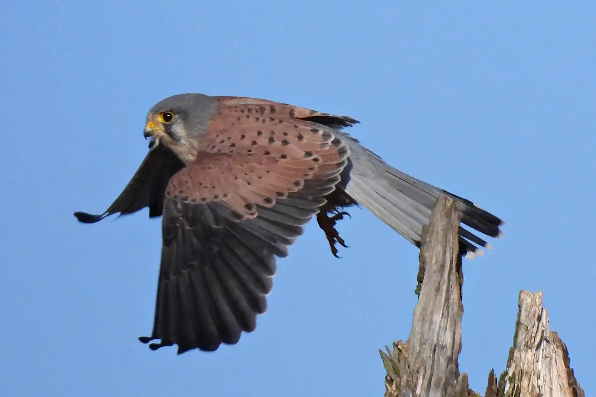 Turmfalke