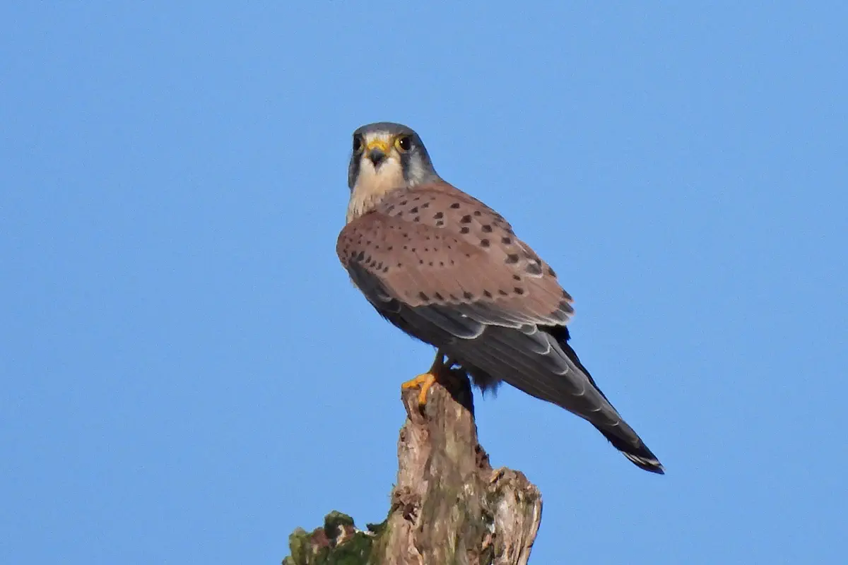 Turmfalke