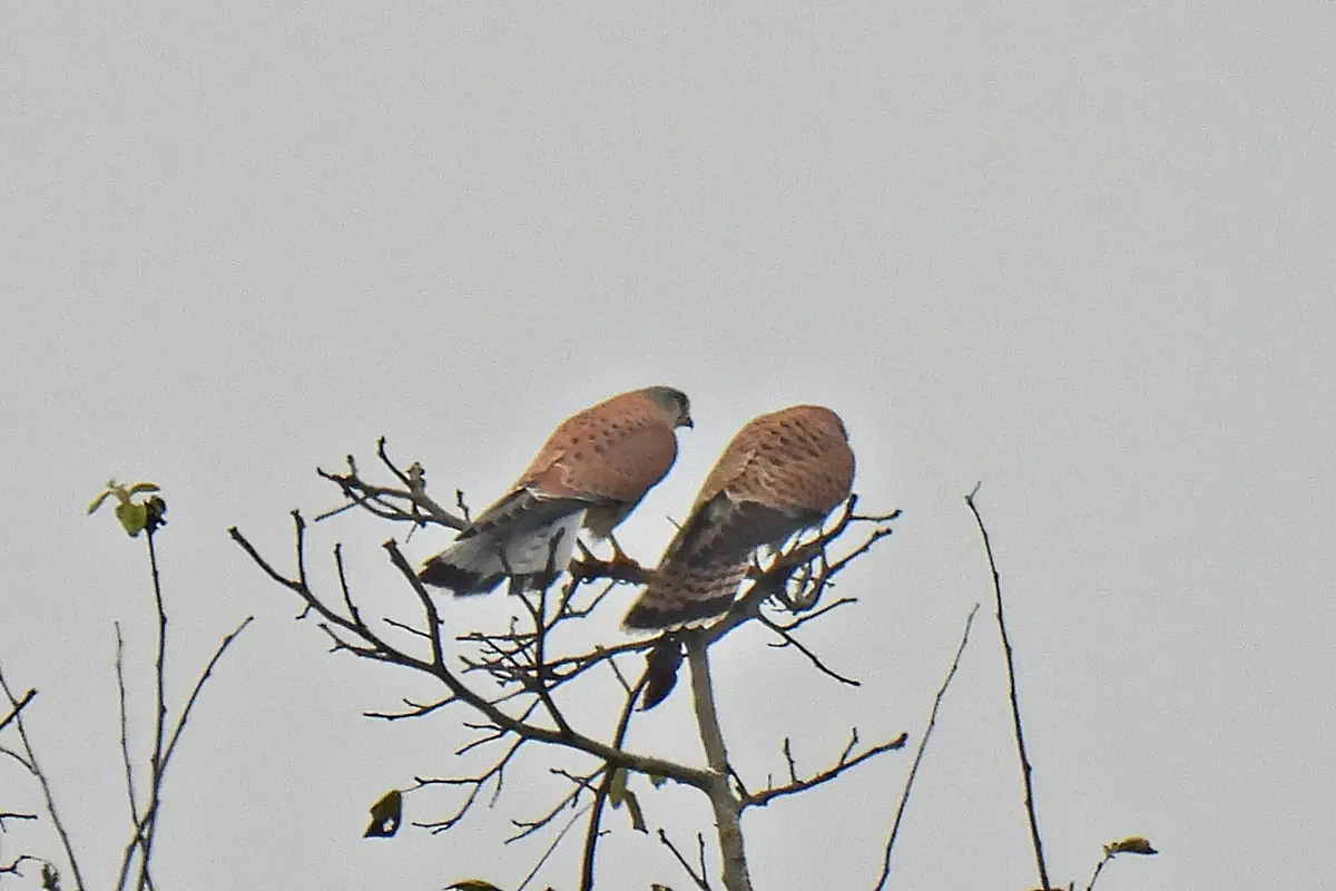 Turmfalke