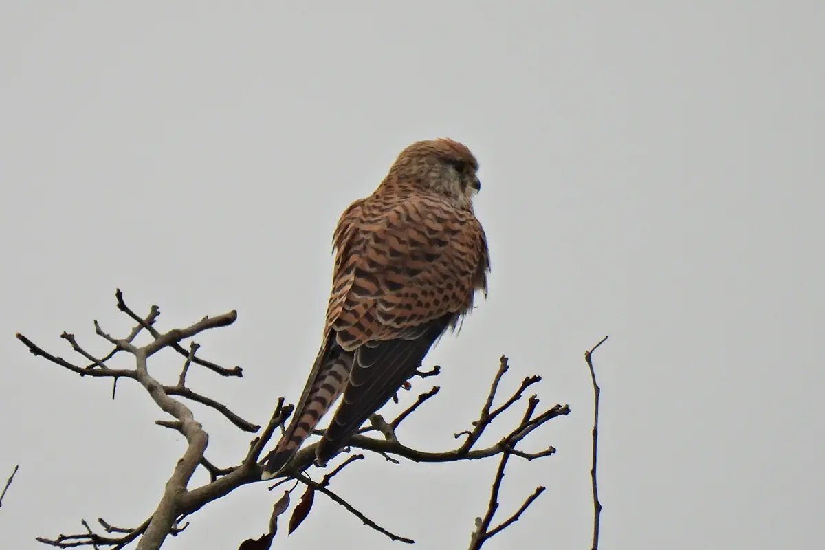 Turmfalke