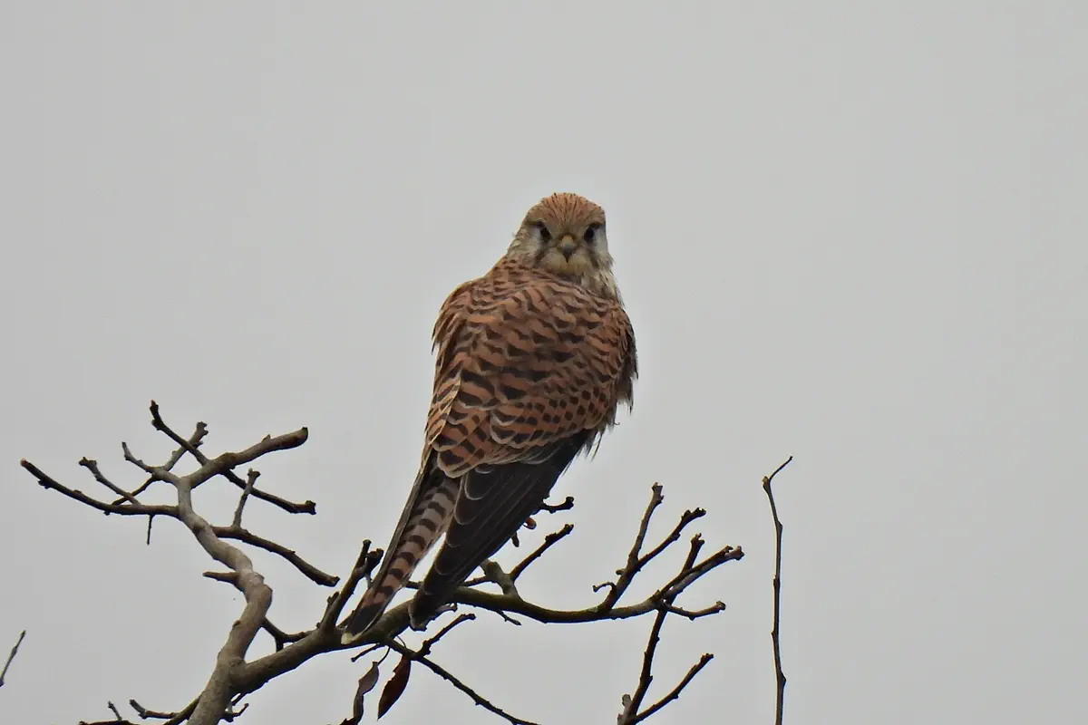 Turmfalke
