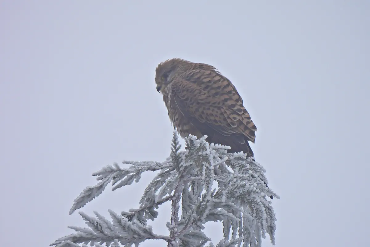 Turmfalke