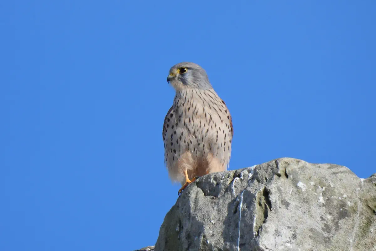 Turmfalke