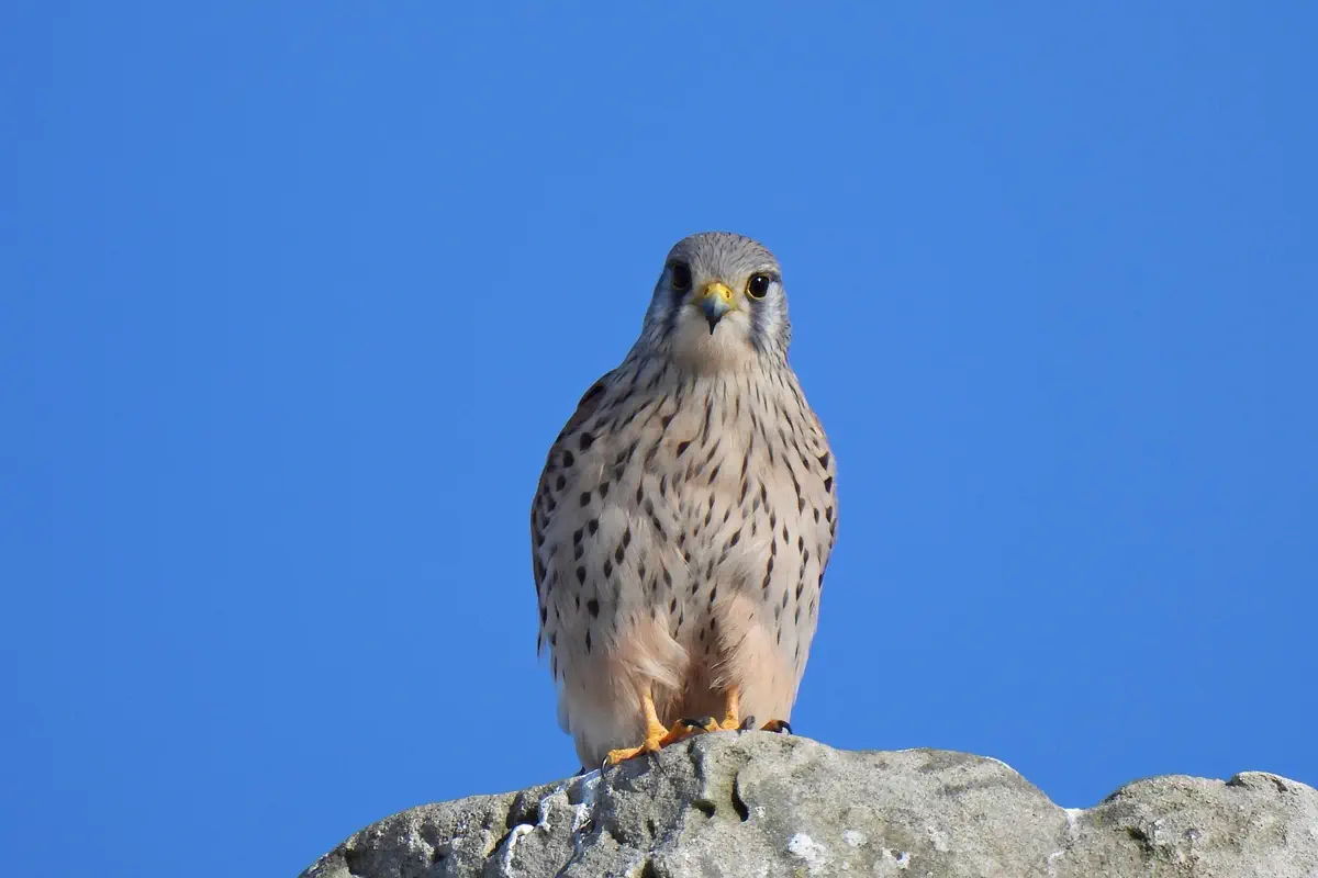 Turmfalke