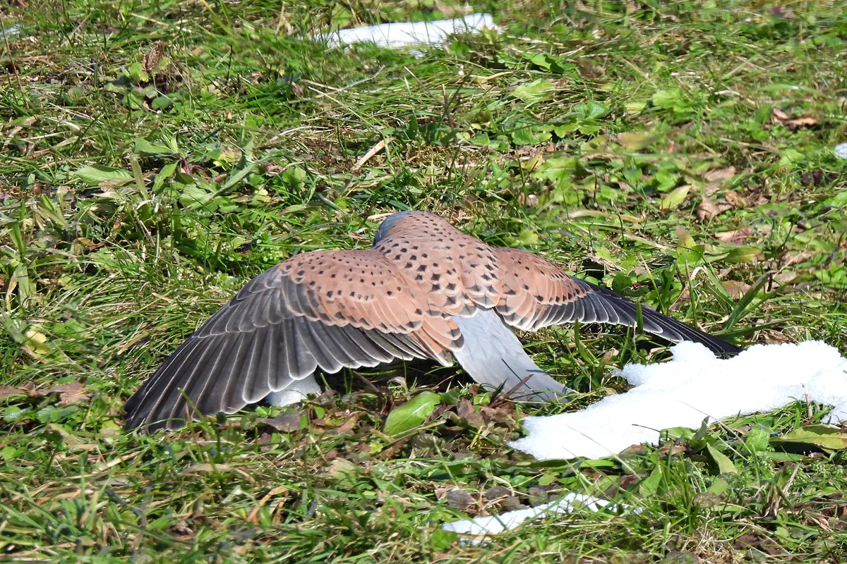 Turmfalke
