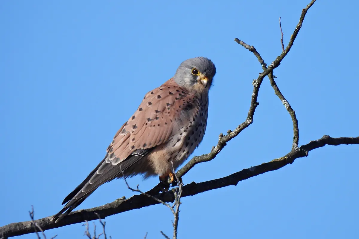 Turmfalke