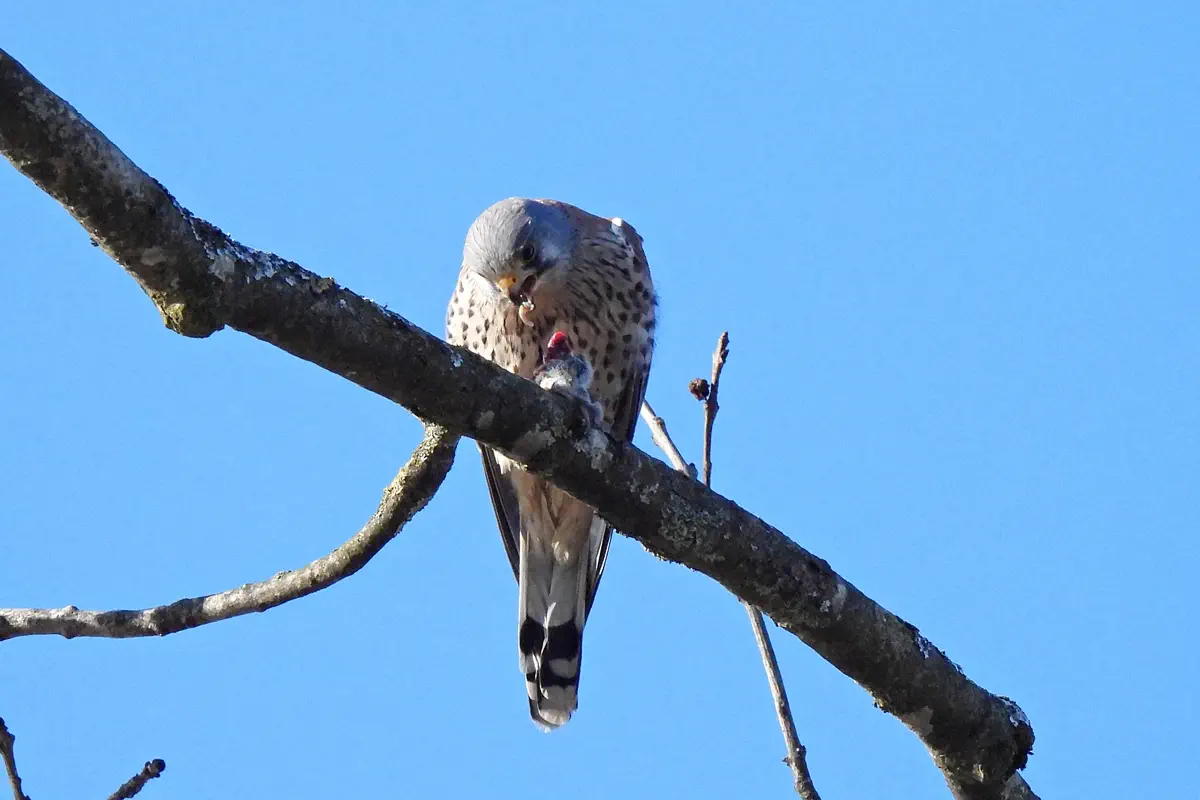 Turmfalke