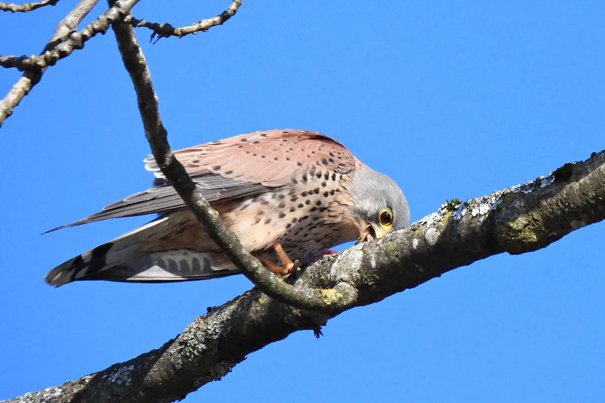 Turmfalke