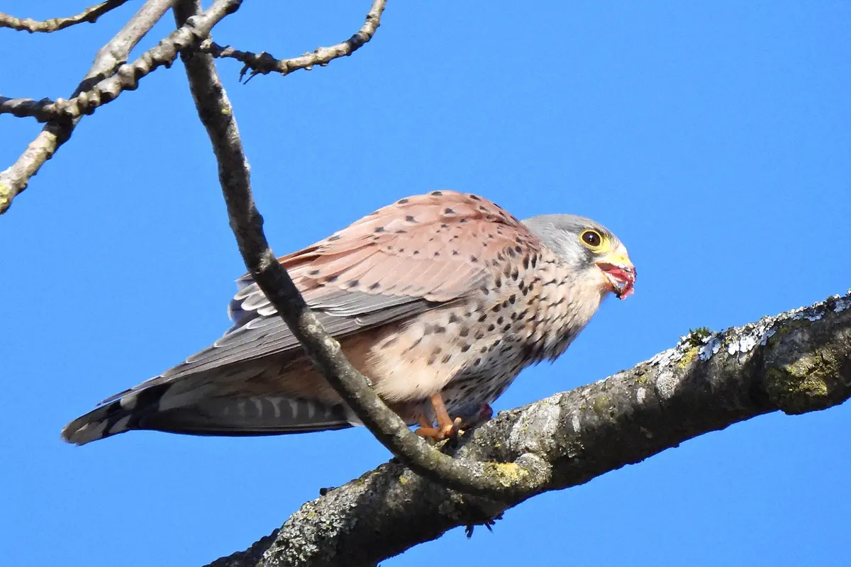 Turmfalke
