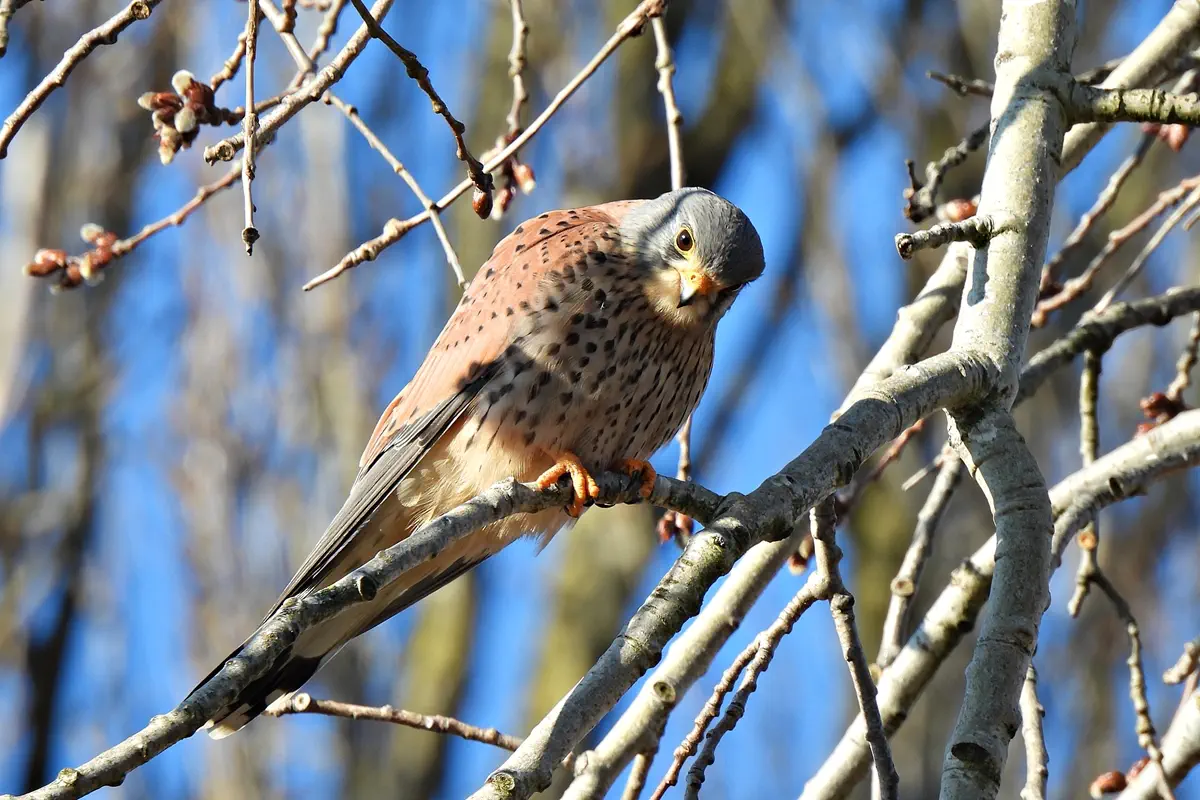 Turmfalke