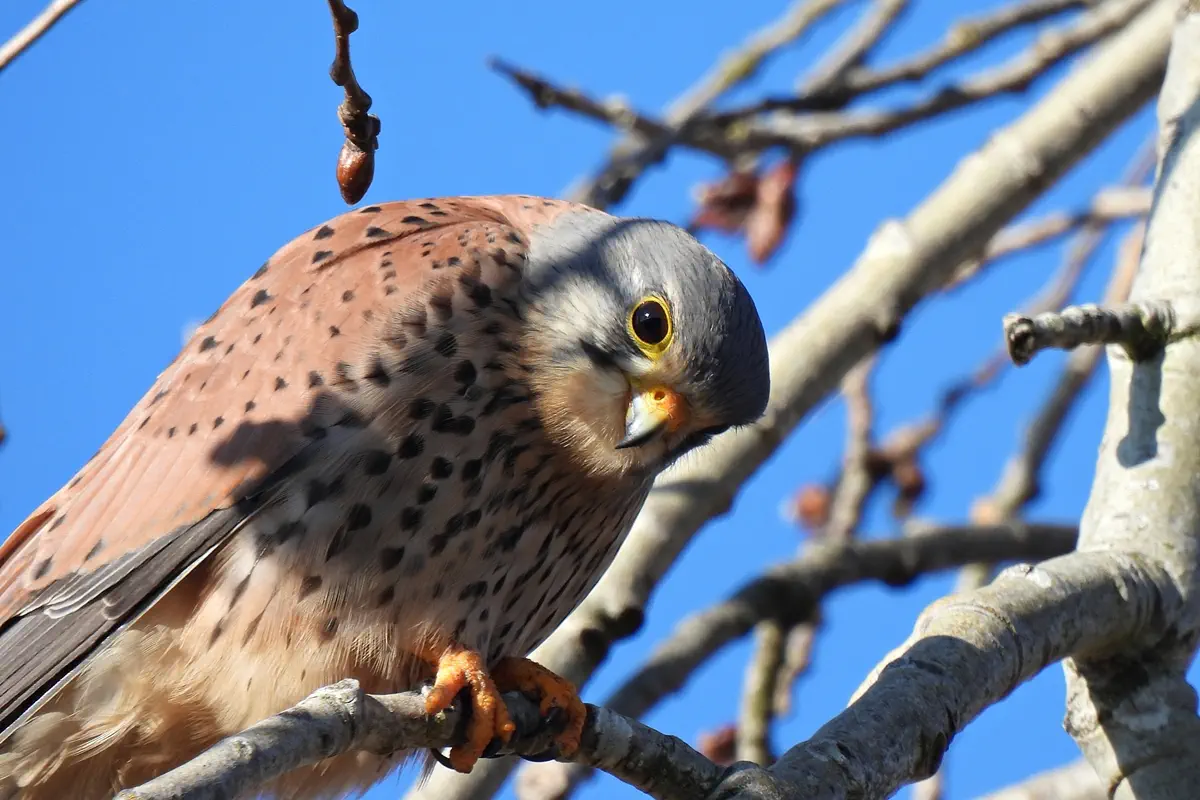 Turmfalke