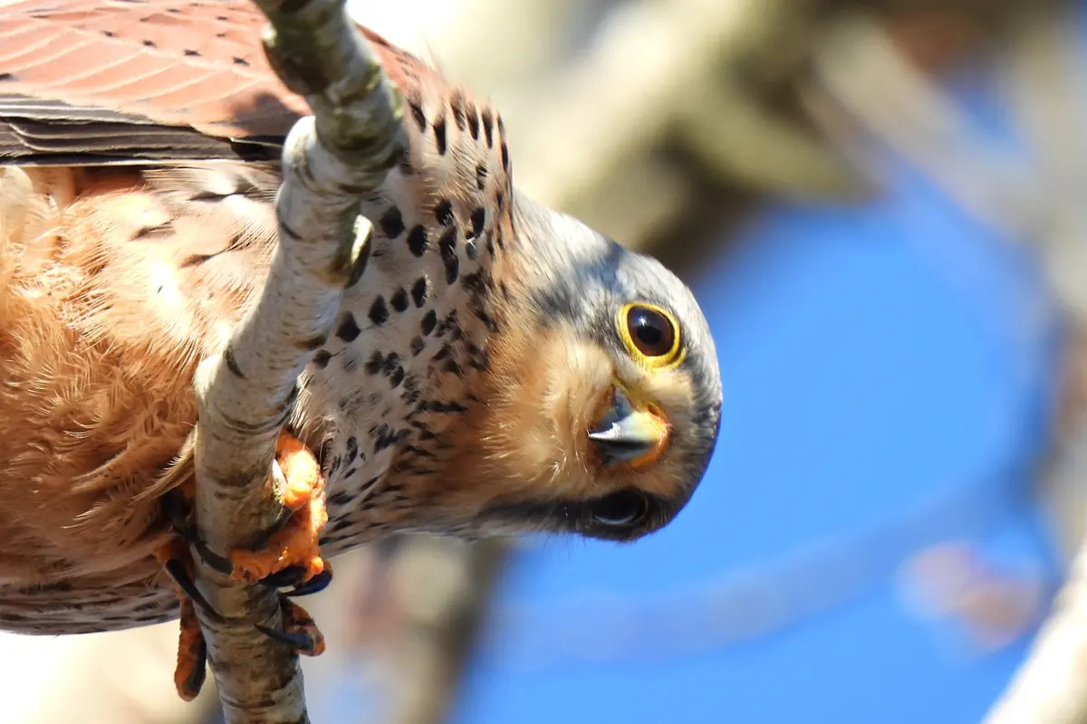 Turmfalke