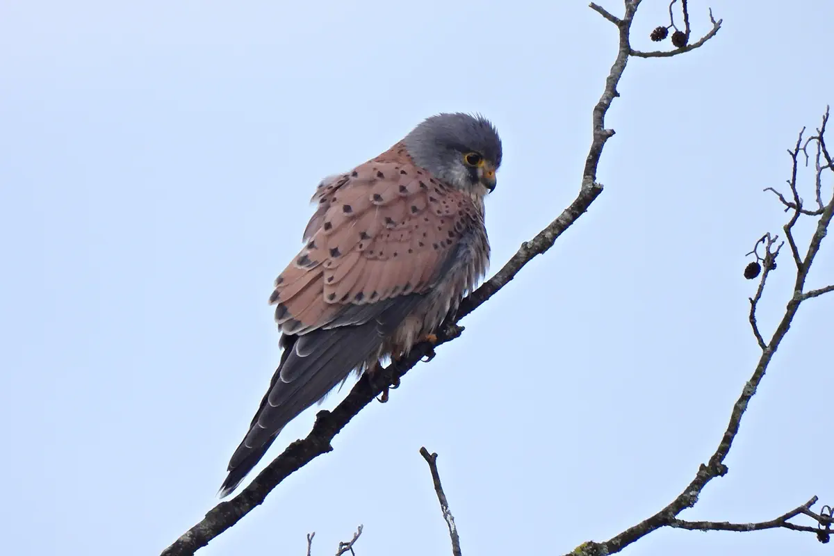 Turmfalke