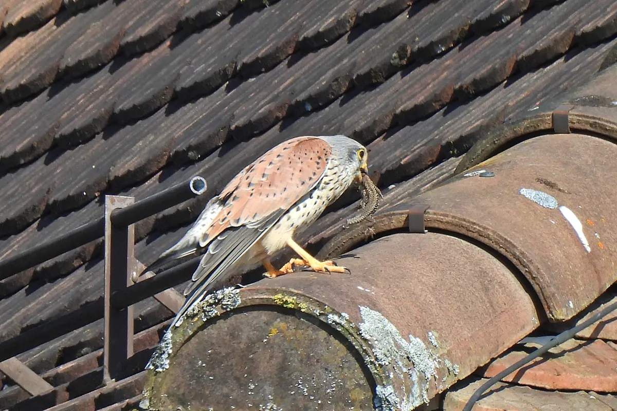 Turmfalke