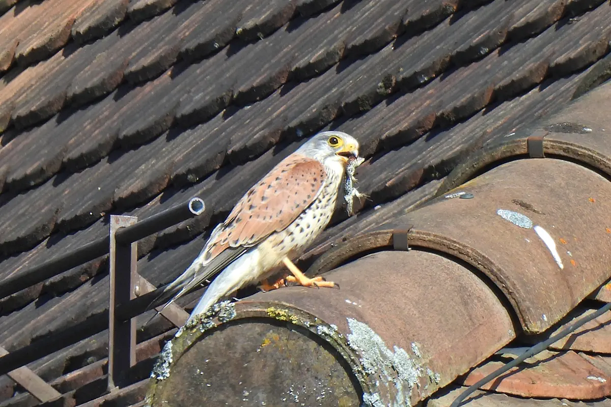 Turmfalke