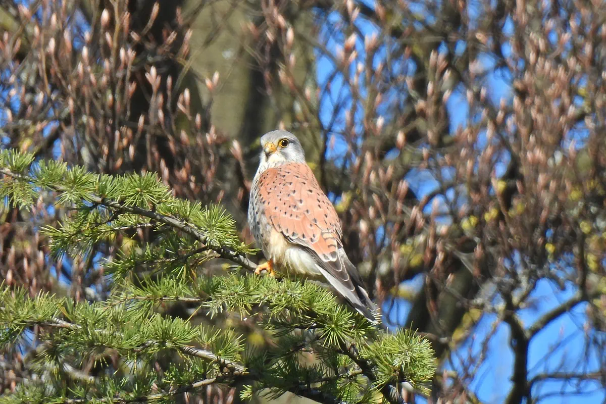 Turmfalke
