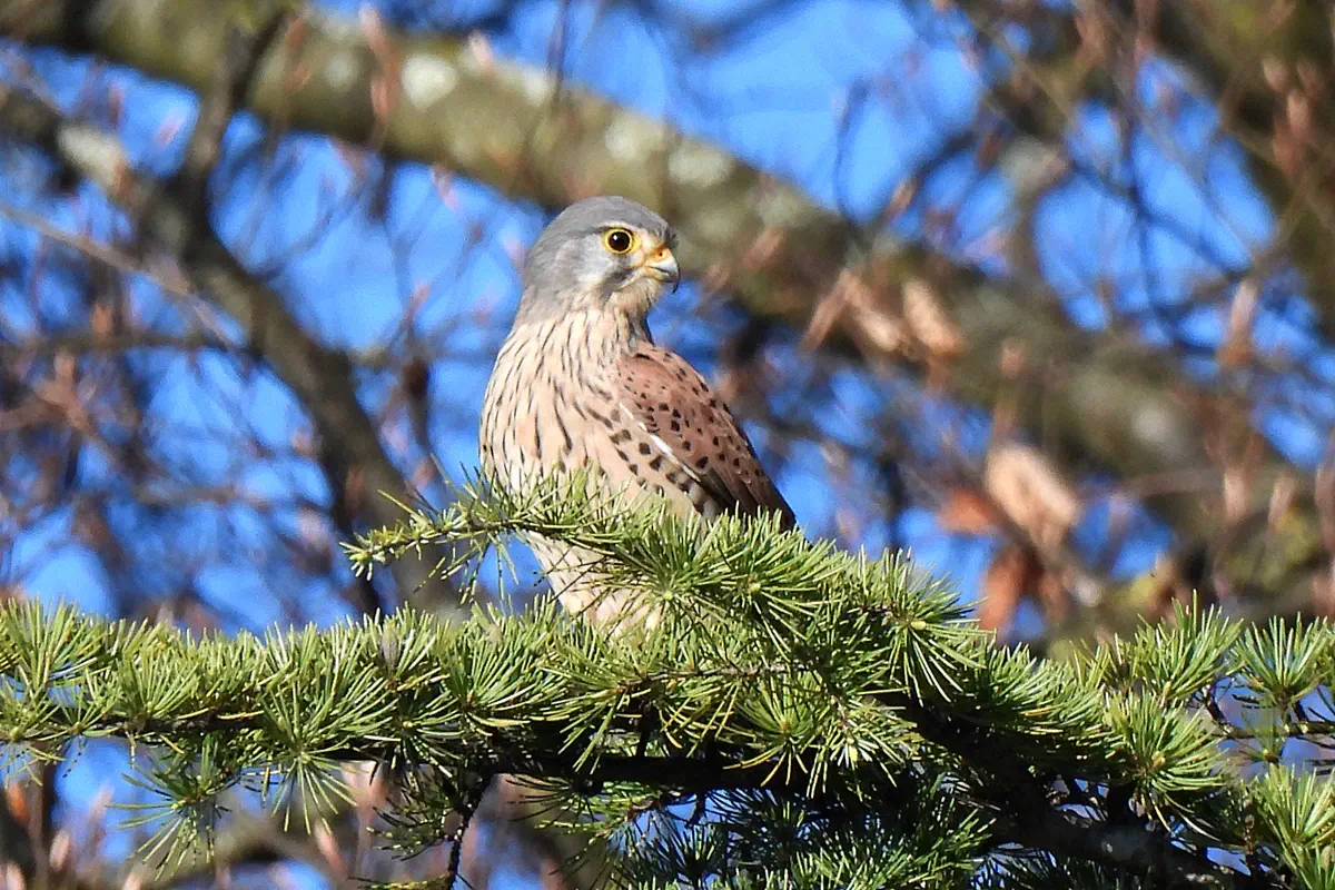 Turmfalke