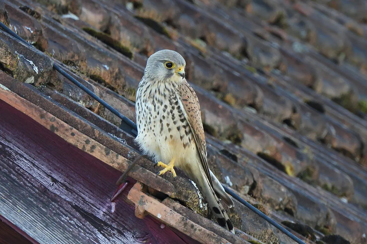 Turmfalke