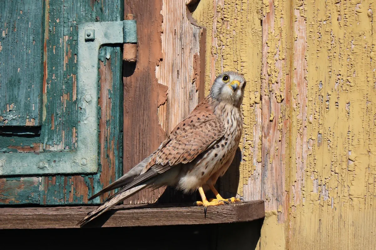 Turmfalke