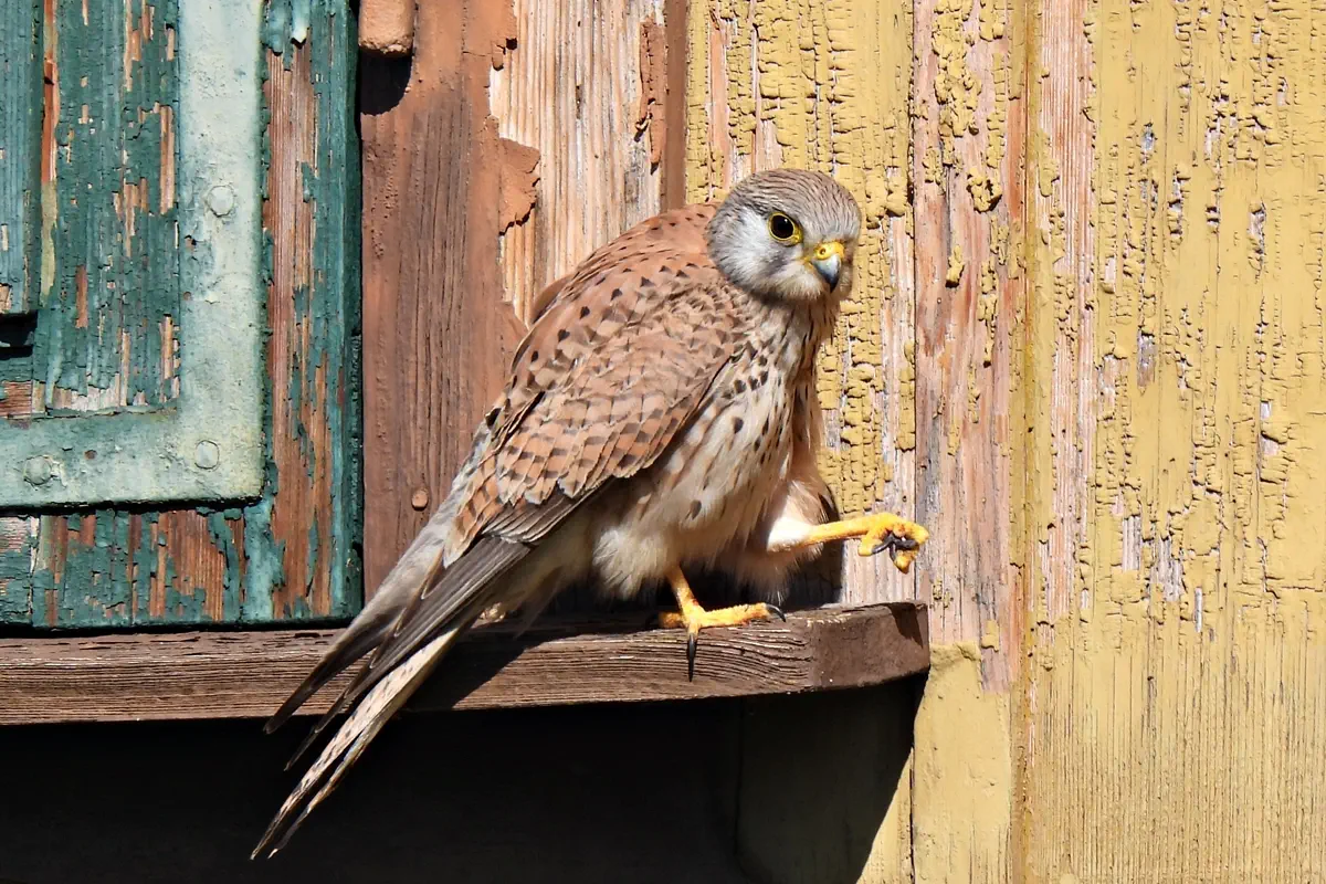 Turmfalke