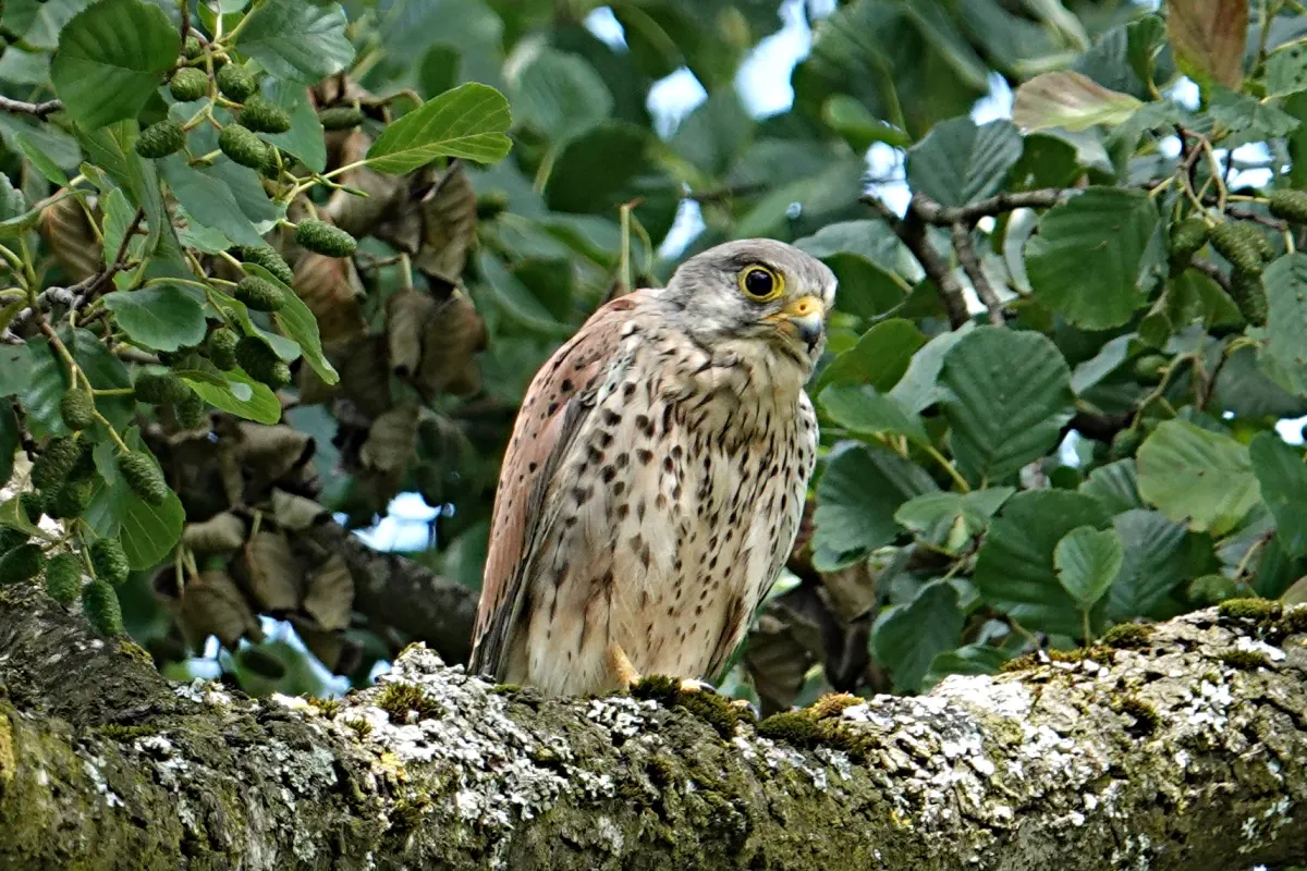Turmfalke