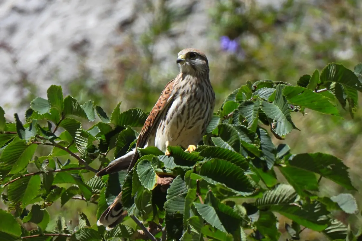 Turmfalke