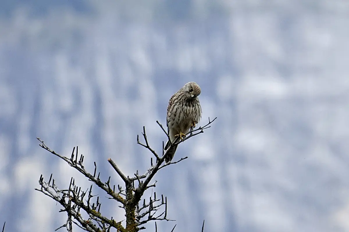 Turmfalke