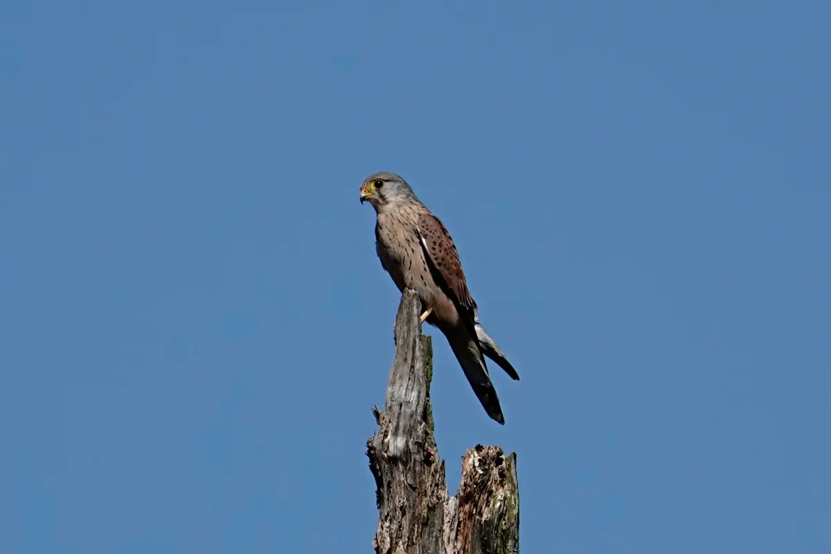 Turmfalke