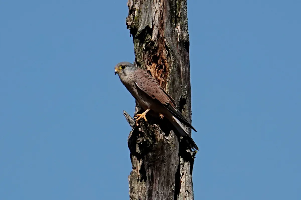 Turmfalke