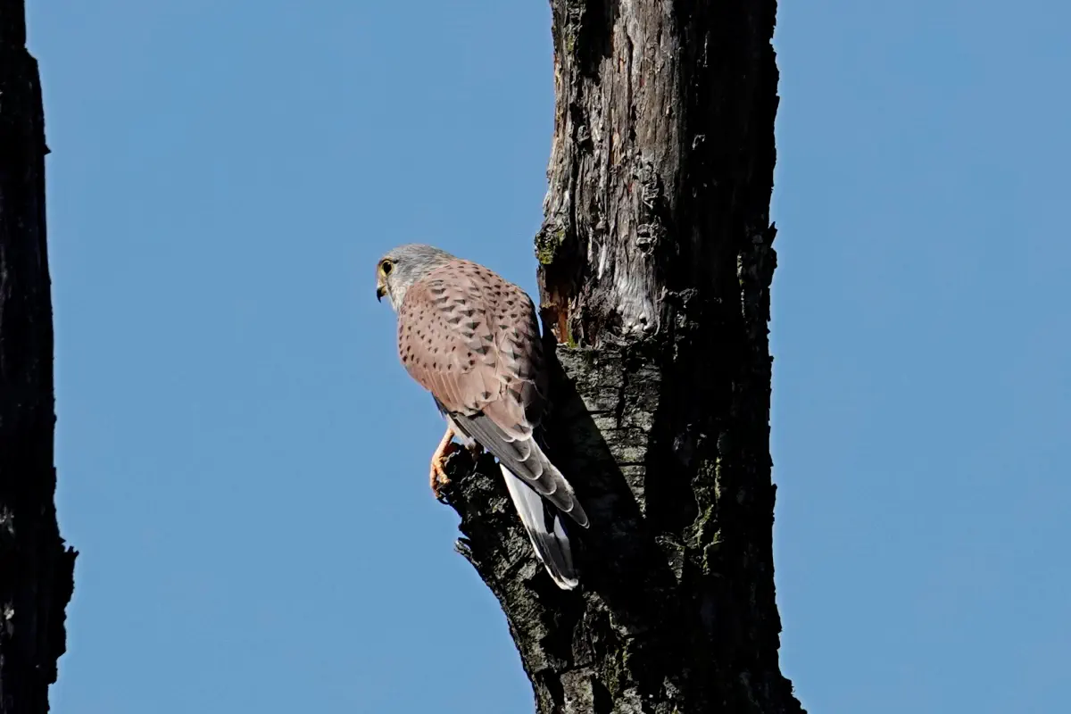 Turmfalke