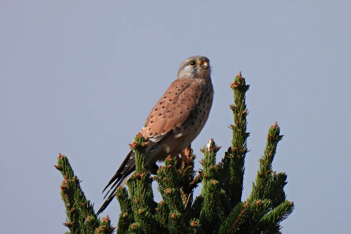 Turmfalke