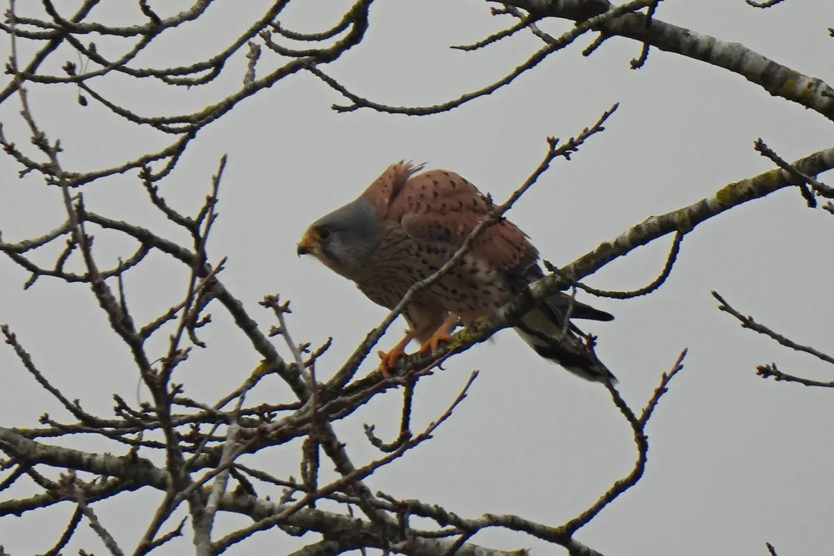 Turmfalke