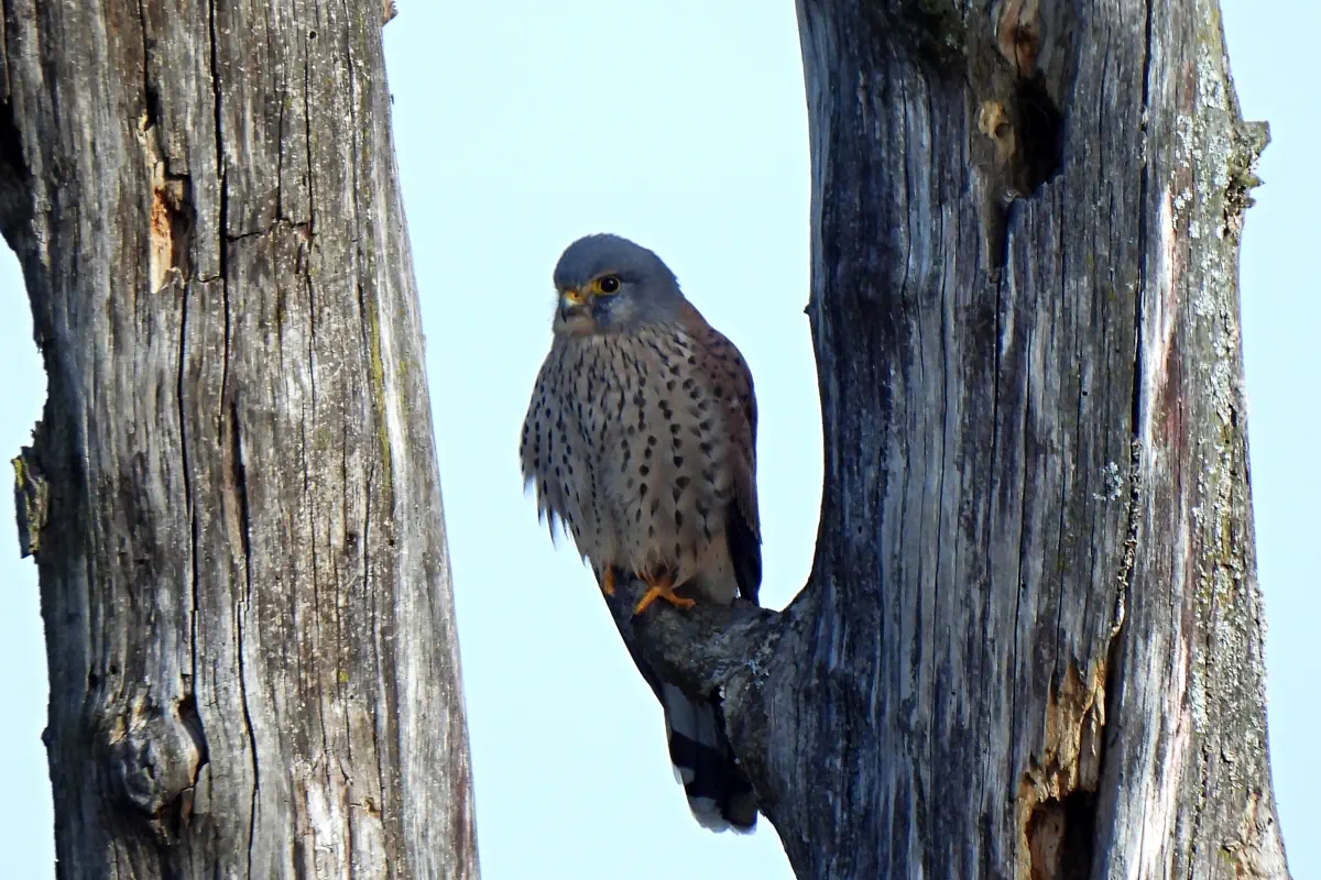 Turmfalke