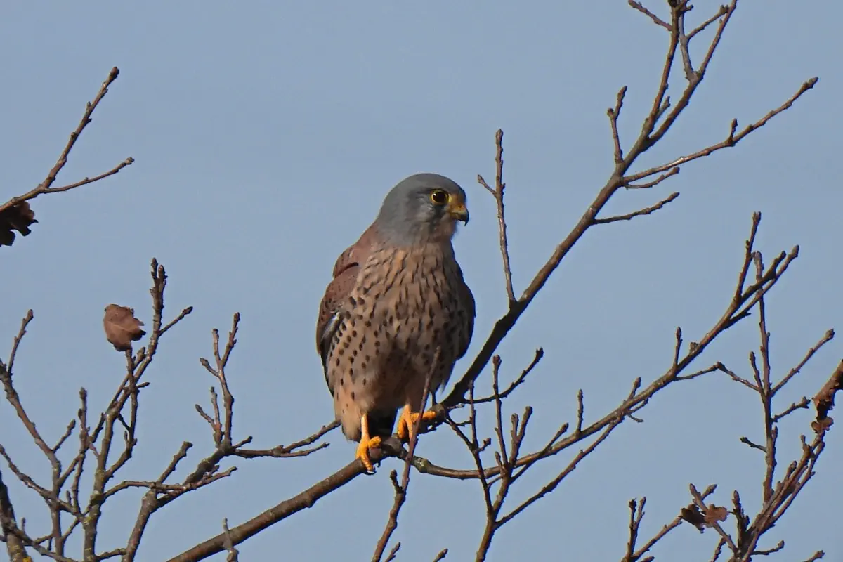 Turmfalke