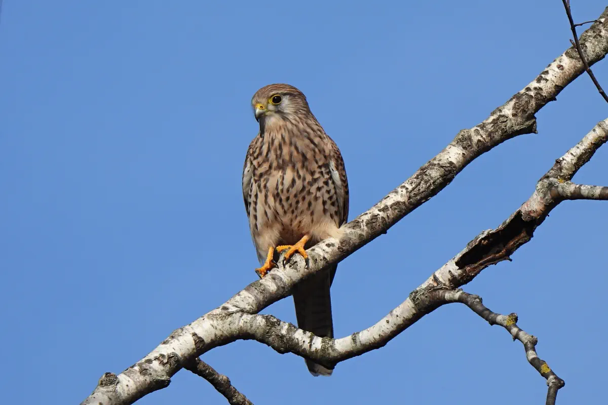 Turmfalke