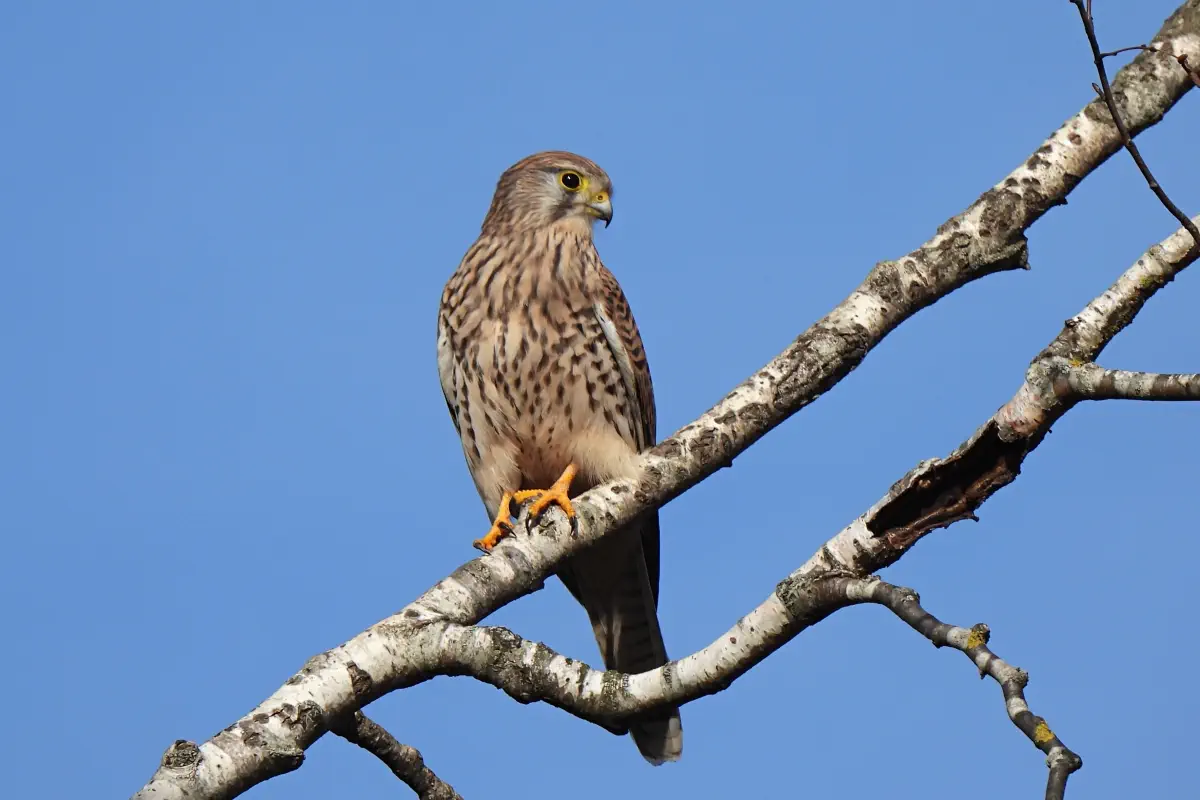 Turmfalke