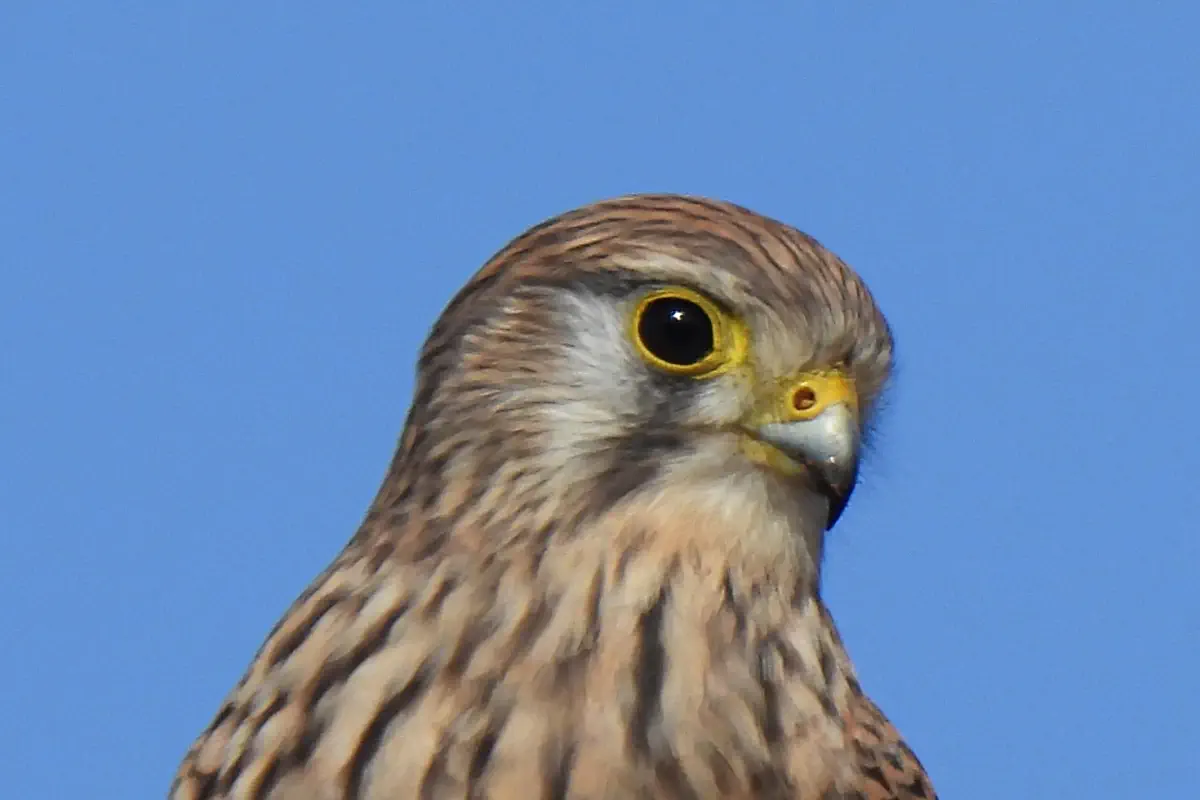 Turmfalke