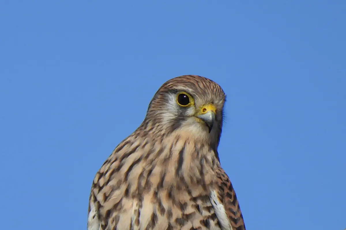Turmfalke