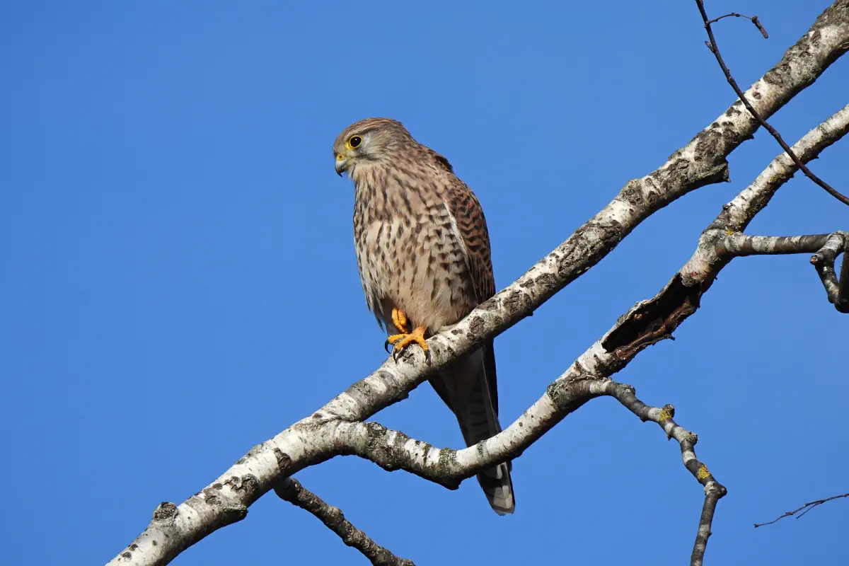 Turmfalke
