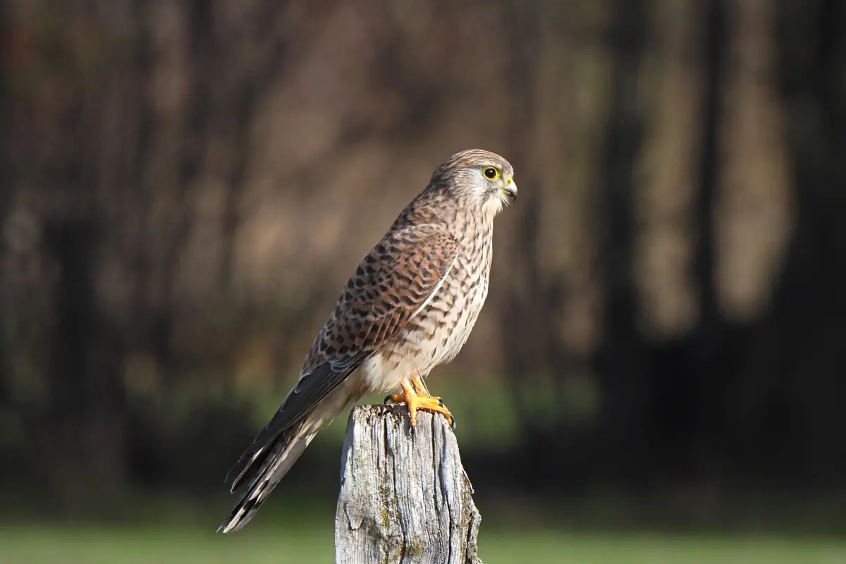 Turmfalke
