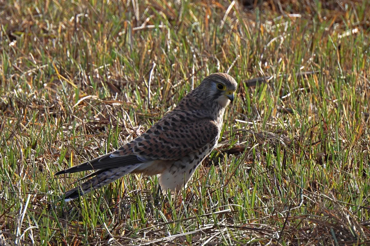 Turmfalke