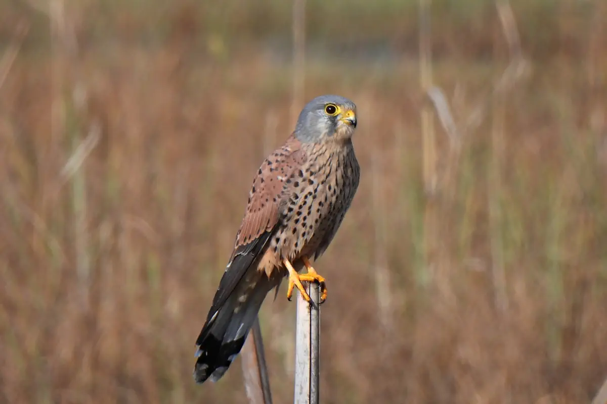 Turmfalke