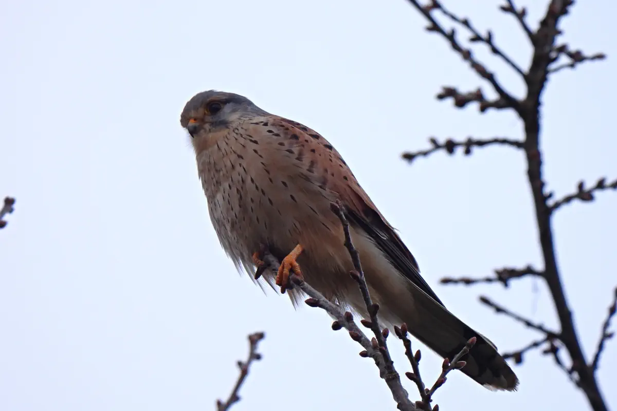 Turmfalke