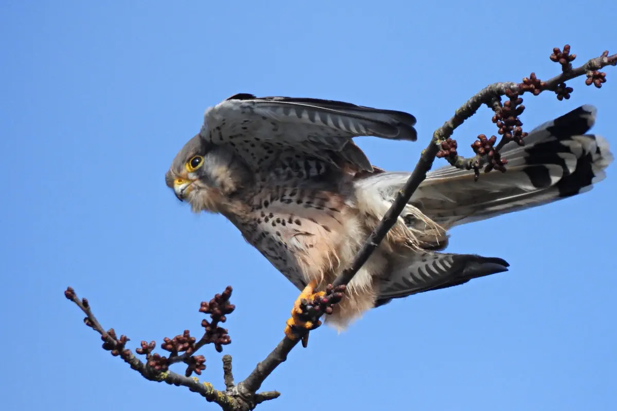 Turmfalke
