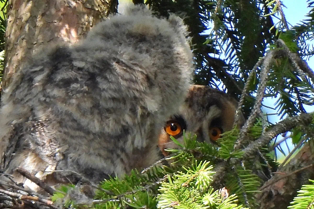 Waldohreule mit Jungvogel