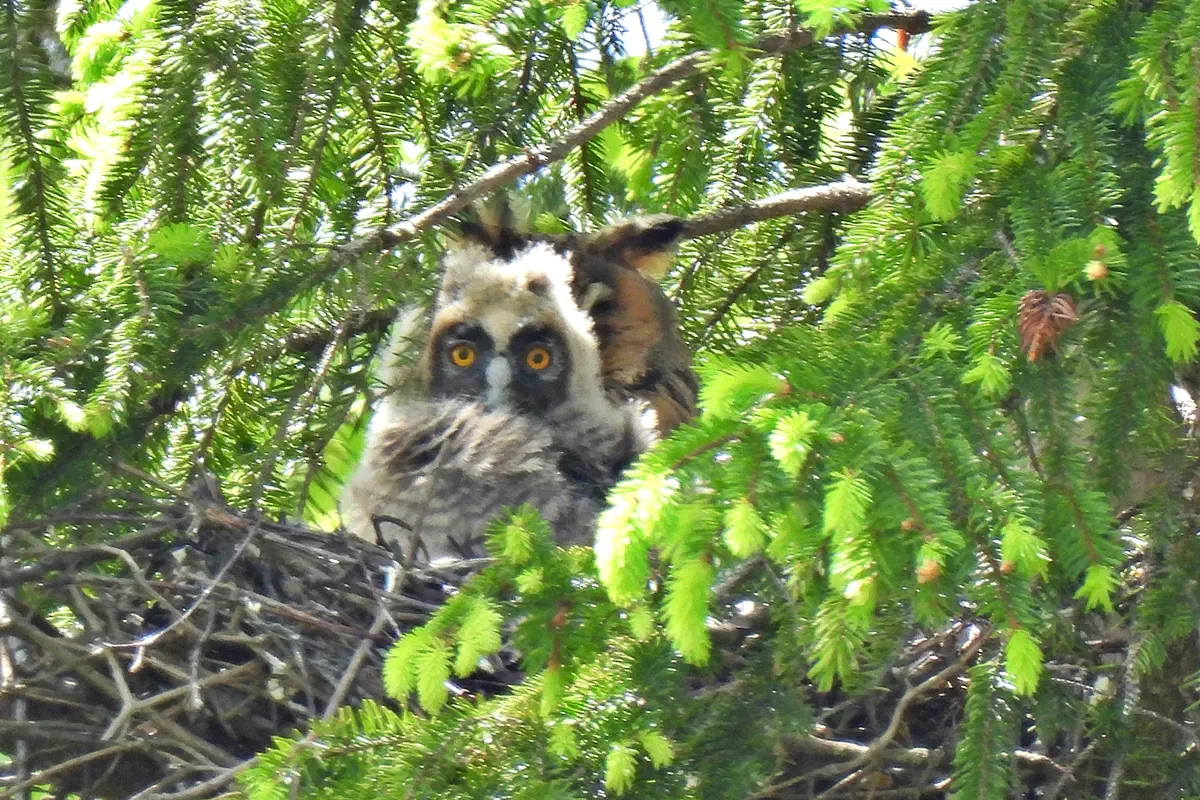 Waldohreule mit Jungvogel