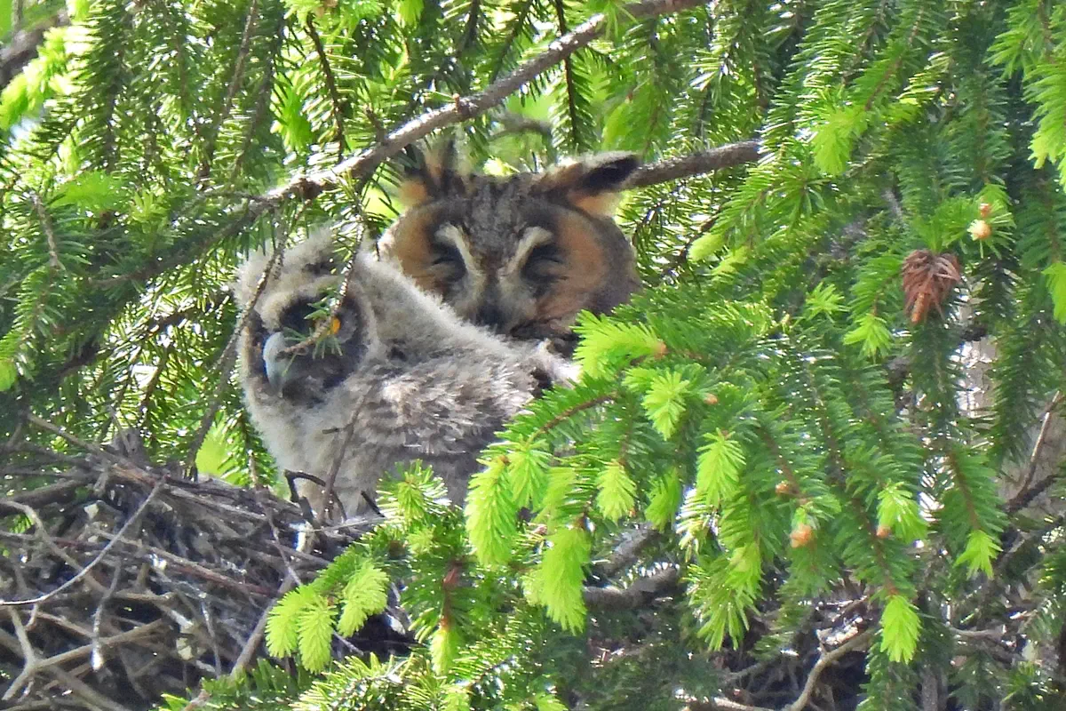 Waldohreule mit Jungvogel