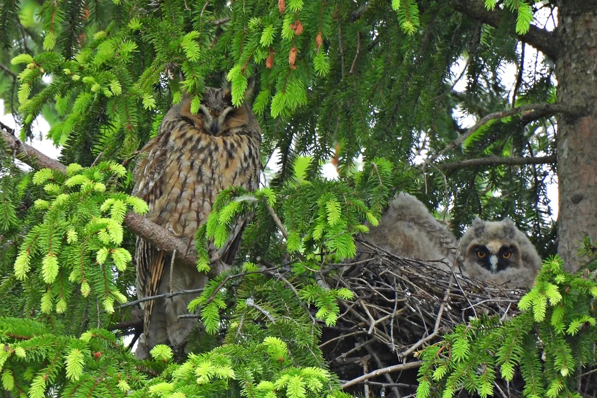 Waldohreule mit Jungvögeln